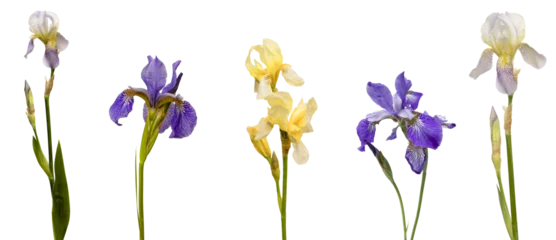 Poster Im Rahmen yellow iris flower isolated on white background © PanArt
