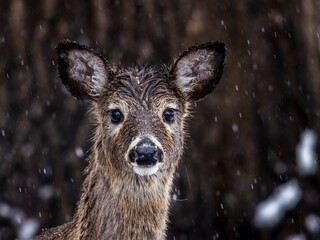 Young Deer in the Snow