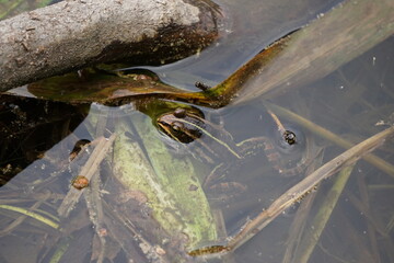 Żaba wodna-  mieszaniec żaby jeziorkowej i żaby śmieszki z grupy żab zielonych. Wybiera obficie zarośnięte wody stojące.
