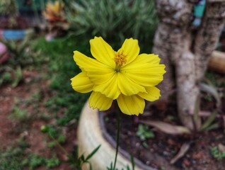 Close up of yellow flower blooming in the garden