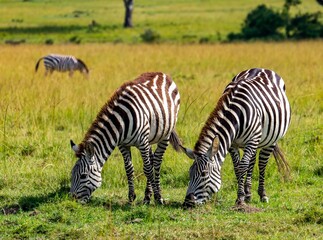 Fototapeta na wymiar Close-up of two zebras gracefully grazing in the savannah in Maasai Mara natural reserve, Kenya