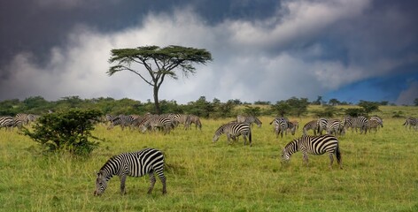 A herd of zebras on the savannah in the Maasai Mara, Kenya