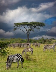 Fototapeta na wymiar A herd of zebras on the savannah in the Maasai Mara, Kenya