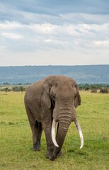 Fototapeta na wymiar single elephant on the savanna, Maasai Mara reserve, Kenya,
