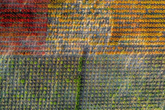 Aerial view of Bekaa valley during autumn . Bekaa, Lebanon