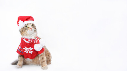 Cat in Santa costume. Studio shot of Kitten in a festive outfit. Playful  Cat in Christmas outfit on white background. Isolated Kitten  on white background. Space for text. Web banner. Happy New Year