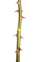 stem of roses with prickles. on a white background