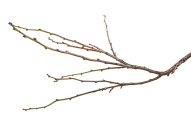 Fototapeta na wymiar dry tree branch with buds. on a white background