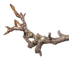 dry pear tree branch with buds. on a white background