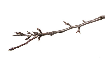 dry pear tree branch with buds. on a white background