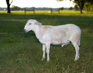 Fototapeta premium Young white sheep lamb on a grassy field