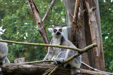 close up of striped lemur sitting on branch