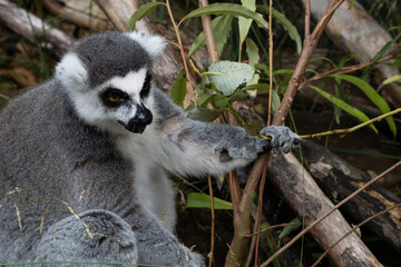 close up of striped lemur sitting on branch