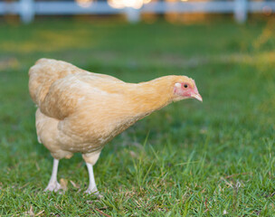 Yellow and orange chicken hen on a field