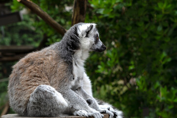 Naklejka na ściany i meble close up of striped lemur sitting on branch