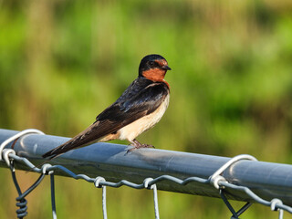 Barn Swallow Sitting In the Sun On a Metal Fence