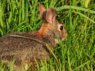 Wild Bunny in the Evening Sun in the Grass