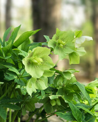 Closeup of Hellebore Plant, also known as a Lenten, or Christmas Rose.