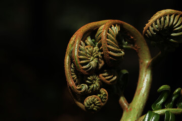 New frond of king fern (Angiopteris)