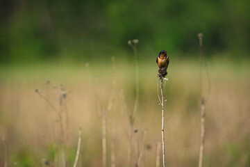 Barn Swallow Perched on a Wildflower Stem on a Prairie