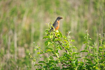 American Robin with an Insect in its Mouth Perched on a Set of Branches