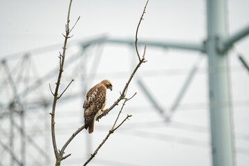 Red-Tailed Hawk Perched on a Dead Tree with Electric Towers in Background 