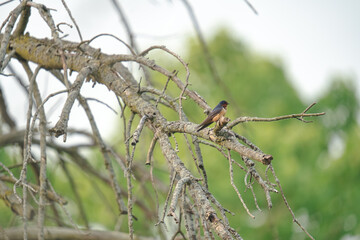 Barn Swallow Bird Perched on a Dead Tree Branch