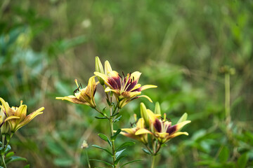 Close up of Yellow and Purple Day Lillies