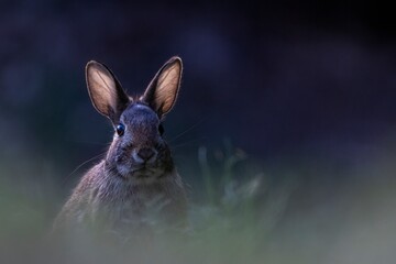 rabbit in the grass