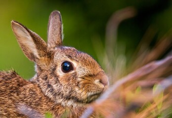rabbit in the grass