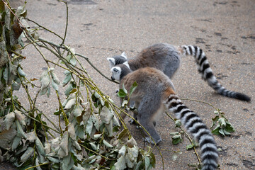 close up of striped lemur sitting on branch