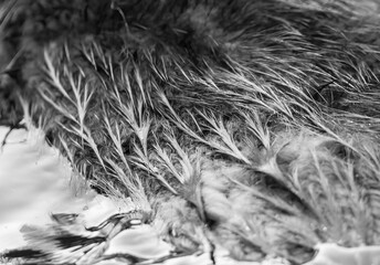 Matter Muskrat Fur