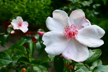 weiße Rose - rote Staubblätter