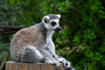 close up of striped lemur sitting on branch