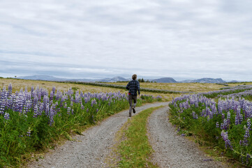 Beautiful nature in Iceland. Scenic Icelandic landscape at cloudy day. Man running on country dirt road. Blooming lupines.