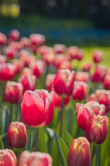 Fototapeta premium red tulips in the garden