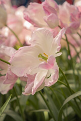 Obraz na płótnie Canvas pink and white magnolia