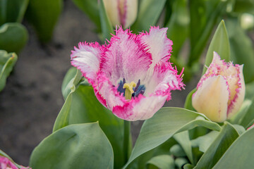 pink tulips in the garden