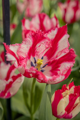 red and white flower
