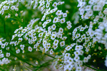 Small white flowers on the beautiful background of the field. Many small tiny summer flowers in grass field, green blurred background