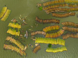 Aerial view of farmers busy processing jute in water, Natore, Bangladesh.