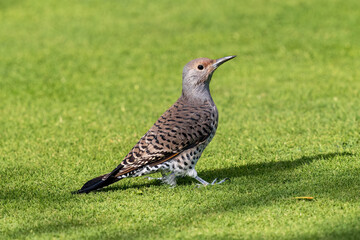 A side profile portrait of a female Red-shafted Flicker with beautiful feathers making eye contact on a well manicured grassy green lawn.