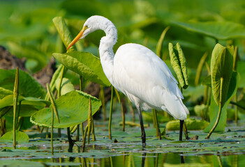 Great Egret stalking prey in morning light, Geist Reservoir, Fishers, Indiana.