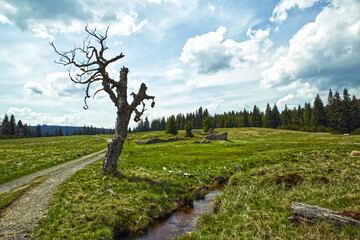 Dry tree in the green field, blue cloudy sky, rural road, forest and streamlet