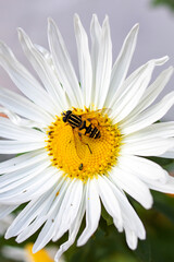 Obraz premium Bee on a big daisy close up