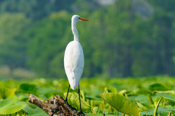Great Egret stalking prey in morning light, Geist Reservoir, Fishers, Indiana.