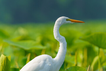 Great Egret stalking prey in morning light, Geist Reservoir, Fishers, Indiana.