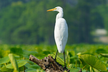 Great Egret stalking prey in morning light, Geist Reservoir, Fishers, Indiana.