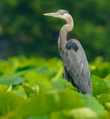 Great Blue Heron flying and scouring lake in morning light, Summer in Fishers, Indiana. 