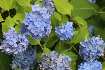 grandma's hydrangeas #2